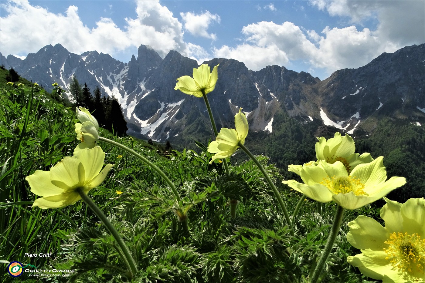 25 Fiori di pulsatilla alpina sulfurea  mosse dal vento con vista sulle Piccole Dolomiti Scalvine.JPG